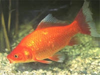 Karas zlatý (Carassius auratus)