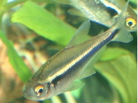 Neonka černá (Hyphessobrycon herberta.)