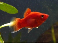Plata skvrnitá (Xiphophorus maculatus)