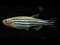 Danio pruhovan� (Danio rerio)