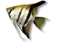 Skal�ra Amazonsk� (Pterophyllum scalare)