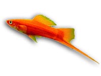 Me�ovka (Xiphophorus helleri)