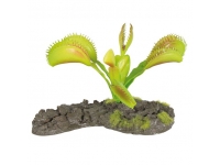 Rostlina masožravá Venuše 8 cm