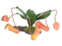 Rostlina s konvicovými květy 8 cm