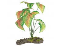 Rostlina listy užovníku Kalodium 20 cm