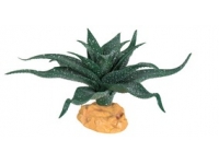 Rostlina Star Sukulent 11 cm
