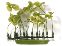 Rostlina Four Leaf Clover 13 cm