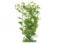 Rostlina Cardamine 30 cm