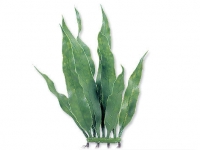 Rostlina Java Fern Microsagittaria 15cm