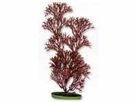 Rostlina Marinescaper Rock Fingers 30cm