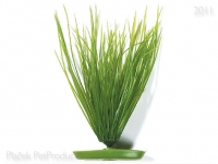 Rostlina Hairgrass 20cm