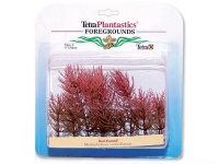 Rostlina Red Foxtail 10cm