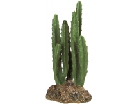 Rostlina kaktus