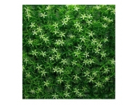 Pozadí Flora Mat - Star Flower