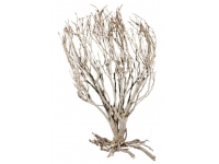 Savannah Bush
