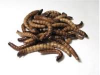 Can o´ Superworms 35g