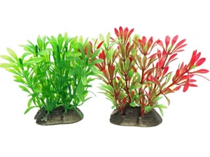 Tatrapet akvarijní rostlina, 10 - 12 cm, 1x zelená a 1x červená