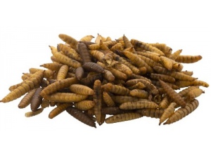 Sušené larvy braněnky