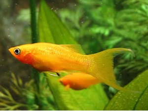 Gold Molly (Poecilia sphenops 'Gold molly')