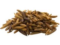 Sušené larvy braněnky