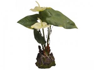 Anthurium - bílé cca 25cm