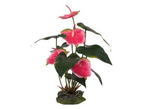 Anthurium - růžové cca 50cm