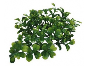 Rostlina  Bacopa žlutá cca 40 cm