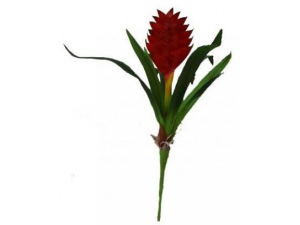 Tillandsia cyanea červená, cca 20 cm