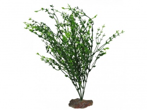 Kilimandscharo Bush, cca 40 cm