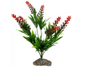 Borneo Grass, červený květ cca 30 cm