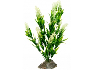 Borneo Grass, bílé květy cca 40 cm