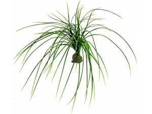 Congo Grass, cca 50 cm