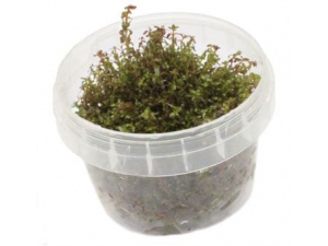 Rotala macrandra Pearl