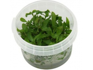 Hygrophila polysperma