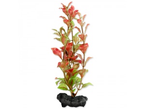 Rostlina TETRA Red Ludwigia 15cm