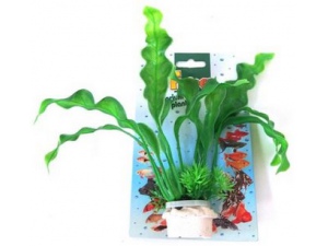 Tatrapet akvarijní rostlina na kartě 18-21cm zelená