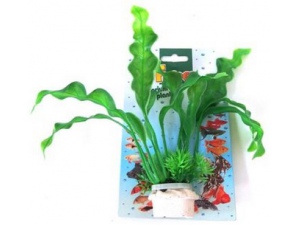 Tatrapet akvarijní rostlina na kartě 18-21cm zelená