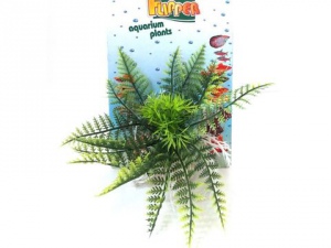 Tatrapet akvarijní rostlina na kartě 10cm zelená