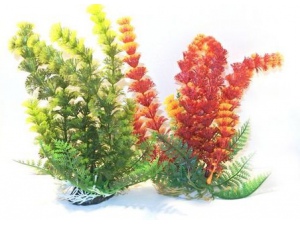 Tatrapet akvarijní rostlina Ambulia 14-17cm zelená a červená