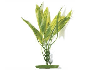 Rostlina Amazon Sword Plant