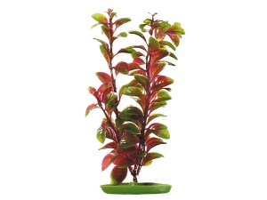 Rostlina Red Ludwigia