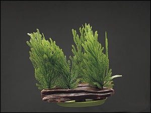 Rostlina Willow Moss