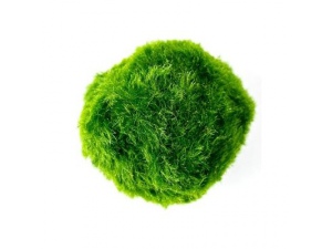 Řasokoule zelená 2-3 cm