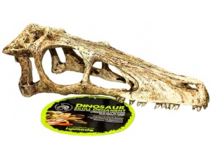  Dekorace umělá - lebka Raptor L Komodo 24x8x9cm