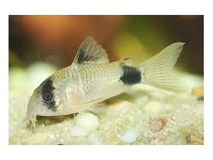 Pancéřníček panda (Corydoras panda)