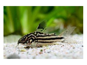 Pancéřníček drobný (Corydoras nanus)