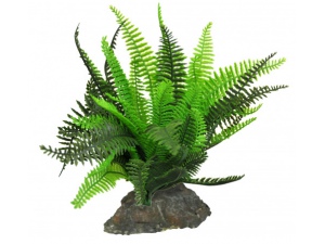 Lucky Reptile Fern