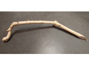 Větve z tropického stromu 75cm