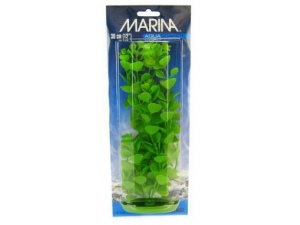 Rostlina Moneywort 30cm