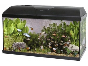 Akvárium set PACIFIC 60 x 30 x 30 cm, 54 litrů, s LED osvětlením, bez techniky